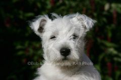 Terrier - West Highland White