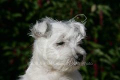 Terrier - West Highland White