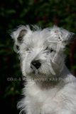 Terrier - West Highland White