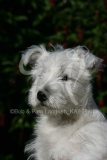 Terrier - West Highland White