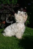 Terrier - West Highland White