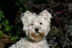 Terrier - West Highland White