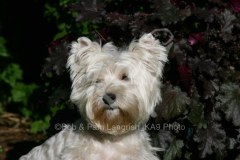 Terrier - West Highland White