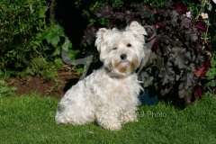 Terrier - West Highland White