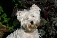 Terrier - West Highland White