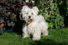 Terrier - West Highland White