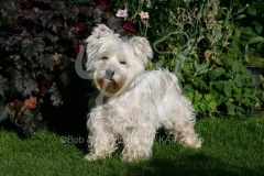 Terrier - West Highland White