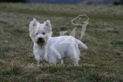 Terrier - West Highland White