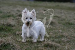 Terrier - West Highland White