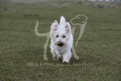 Terrier - West Highland White