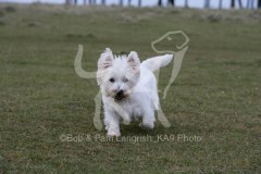 Terrier - West Highland White