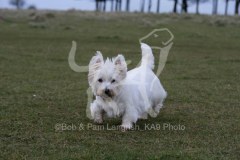 Terrier - West Highland White