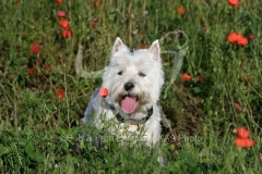 Terrier - West Highland White