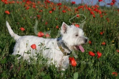 Terrier - West Highland White