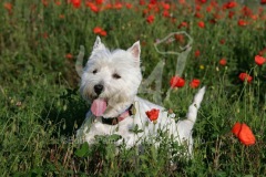 Terrier - West Highland White