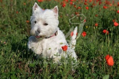 Terrier - West Highland White