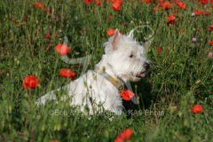 Terrier - West Highland White