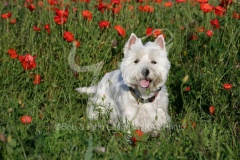 Terrier - West Highland White