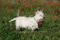 Terrier - West Highland White