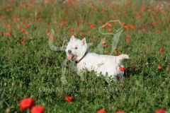 Terrier - West Highland White