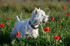 Terrier - West Highland White