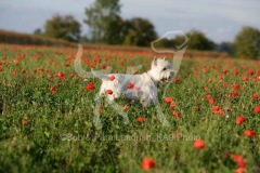 Terrier - West Highland White