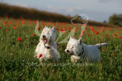 Terrier - West Highland White