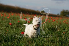 Terrier - West Highland White