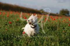 Terrier - West Highland White