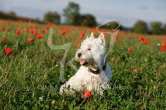 Terrier - West Highland White