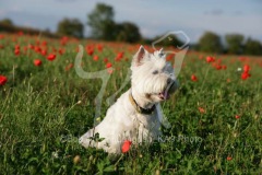 Terrier - West Highland White