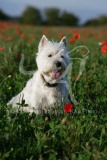 Terrier - West Highland White