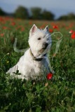 Terrier - West Highland White