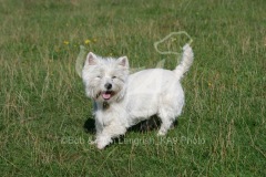 Terrier - West Highland White