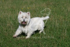 Terrier - West Highland White