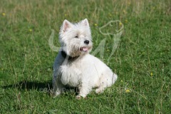 Terrier - West Highland White