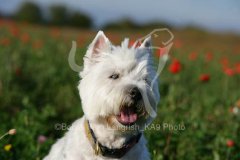 Terrier - West Highland White