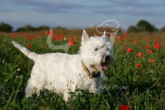 Terrier - West Highland White