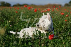 Terrier - West Highland White