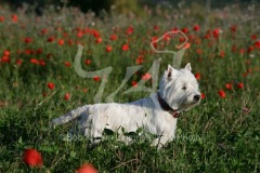 Terrier - West Highland White