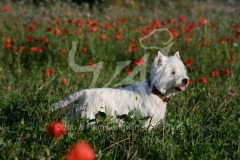 Terrier - West Highland White