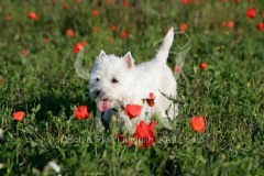 Terrier - West Highland White