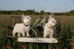 Terrier - West Highland White