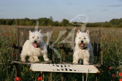 Terrier - West Highland White