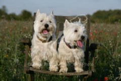 Terrier - West Highland White