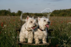 Terrier - West Highland White