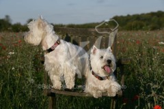 Terrier - West Highland White