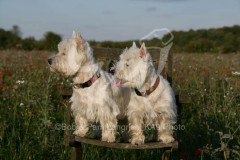 Terrier - West Highland White