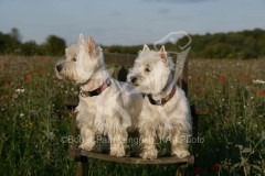 Terrier - West Highland White