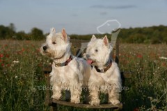 Terrier - West Highland White